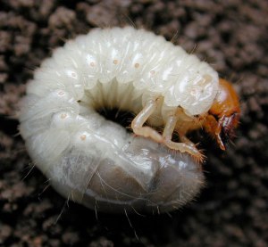 japanese-beetle-grub
